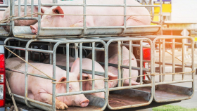 Учёный рассказал о массовом забое свиней в России